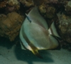 Spadefish - Circular Spadefish(Circular Batfish) - Platax orbicularis