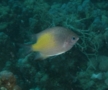 Damselfish - Yellowfin Damselfish(Yellow-side Damselfish) - Amblyglyphidodon flavilatus