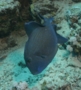 Triggerfish - Blue Triggerfish - Pseudobalistes fuscus