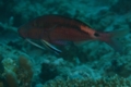 Goatfish - Longbarbel Goatfish - Parupeneus macronema