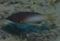 Hogfish - Axilspot Hogfish - Bodianus axillaris