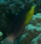 Wrasse - Twist's Wrasse - Anampses twistii