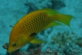 Wrasse - Slingjaw Wrasse - Epibulus insidiator