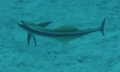 Remoras - Live sharksucker(Striped Remora) - Echeneis naucrates