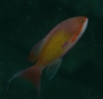 Basslets - Sea Goldie(Jewel Fairy Basslet,Scalefin Anthias) - Pseudanthias squamipinnis