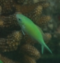 Damselfish - Blue Green Damselfish - Chromis viridis