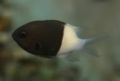 Damselfish - Twotone Chromis - Chromis dimidiata