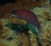 Wrasse - Striated Wrasse - Pseudocheilinus evanidus