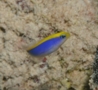 Dottybacks - Yellowback Dottyback - Pseudochromis flavivertex