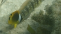 Butterflyfish - Striped Butterflyfish(Red Sea Racoon Butterflyfish) - Chaetodon fasciatus