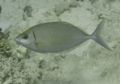 Rabbitfish - Streamlined Spinefoot - Siganus argenteus