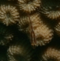 Gobies - Sebree's goby - Eviota sebreei