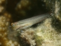 Blennies - Nalolo Blenny - Ecsenius nalolo