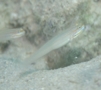 Gobies - Nocturn Goby(False Sleeper Goby) - Amblygobius nocturnus