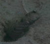 Gobies - Harlequin prawn goby - Cryptocentrus caeruleopuncatus