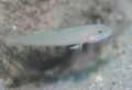 Gobies - Sixspot goby - Valenciennea sexguttata