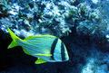 Porkfish - Porkfish - Anisotremus virginicus