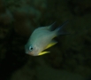 Damselfish - Whitebelly Damselfish - Amblyglyphidodon leucogaster