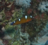 Wrasse - African Sand Wrasse - Coris cuvieri