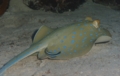 Stingrays - Blue Spotted Stingray - Taeniura lymma