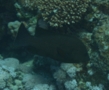 Groupers - Redmouth Grouper - Aethaloperca rogaa