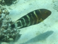 Wrasse - Red-breasted Splendour Wrasse(Red-breasted Maori Wrasse) - Cheilinus fasciatus