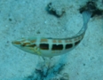 Wrasse - Spottail Coris - Coris caudimacula