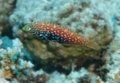 Wrasse - Vermiculate Wrasse - Macropharyngodon bipartitus marisrubri