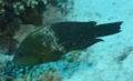 Parrotfish - Dotted Parrotfish - Calotomus viridescens