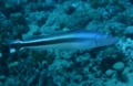 Tilefish - Blue blanquillo - Malacanthus latovittatus