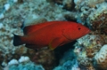 Groupers - Half-spotted Grouper - Cephalopholis hemistiktos