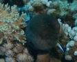 Moray - Giant Moray - Gymnothorax javanicus