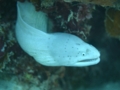 Moray - Geometric Moray - Gymnothorax griseus