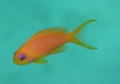 Basslets - Sea Goldie(Jewel Fairy Basslet,Scalefin Anthias) - Pseudanthias squamipinnis