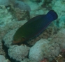 Wrasse - African Sand Wrasse - Coris cuvieri