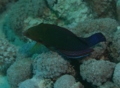 Wrasse - African Sand Wrasse - Coris cuvieri