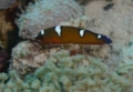 Wrasse - African Sand Wrasse - Coris cuvieri