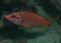 Squirrelfish - Long-jawed Squirrelfish(Sabre Squirrelfish,Giant Squirrelfish,Spiny Squirrelfish) - Sargocentron spiniferum