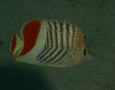 Butterflyfish - Crown Butterflyfish - Chaetodon paucifasciatus