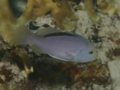 Soapfish - Red Sea Soapfish - Diploprion drachi