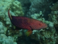 Groupers - Lunartail Grouper - Variola louti