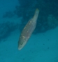 Wrasse - Cheek-lined Splendour Wrasse - Cheilinus digrammus