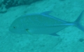 Jacks - Bluefin Trevally - Caranx melampygus