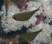 Sweeper - Yellowtail Sweeper - Pempheris schwenkii