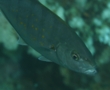 Jacks - Yellowspotted Trevally - Carangoides fulvoguttatus