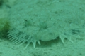 Flounders - Peacock Flounder - Bothus mancus