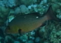 Snappers - Twinspot Snapper - Lutjanus bohar