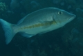 Emperors - Orange-stripe Emperor - Lethrinus obsoletus