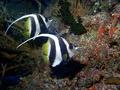 Butterflyfish - Longfin Bannerfish - Heniochus acuminatus