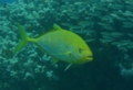 Jacks - Goldbody Trevally(Orange-spotted Trevally) - Carangoides bajad